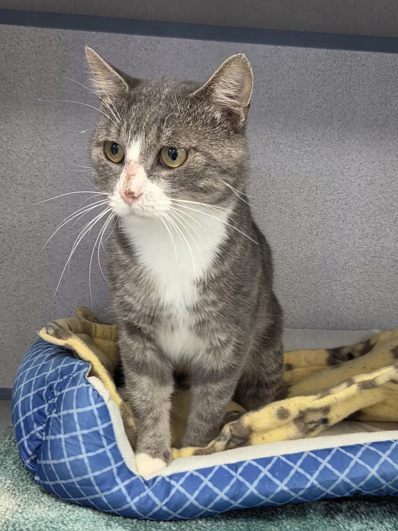 An adult medium-sized male Tabby (Gray / Blue / Silver) Domestic Short Hair cat named Tony for adoption in Bardstown, KY