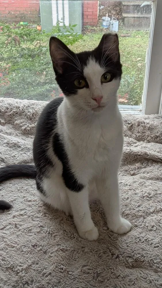 A baby medium-sized male Black & White / Tuxedo Domestic Short Hair cat named Banderas for adoption in Salisbury, NC