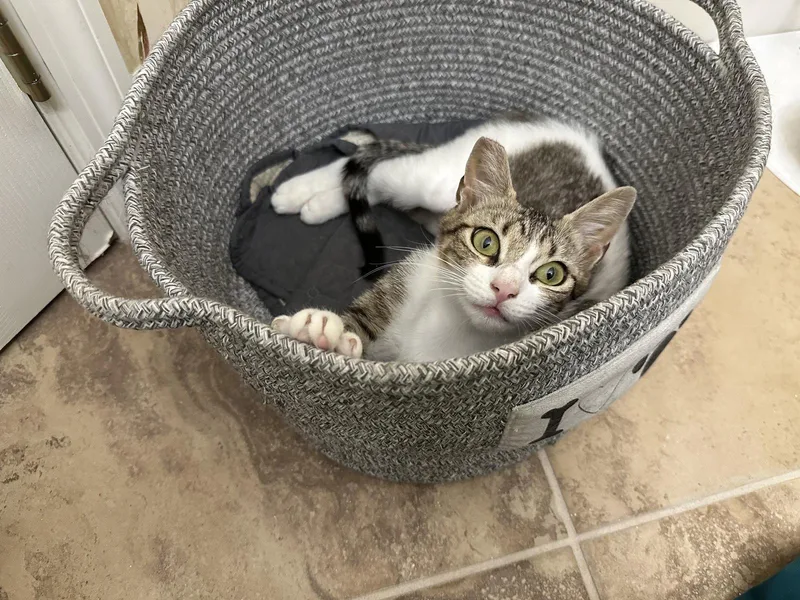 An adult small-sized female Gray & White Domestic Short Hair cat named Barbi Castle for adoption in Longwood, FL