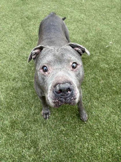 An adult large-sized male Mixed Breed dog named Titus for adoption in Lafayette, IN