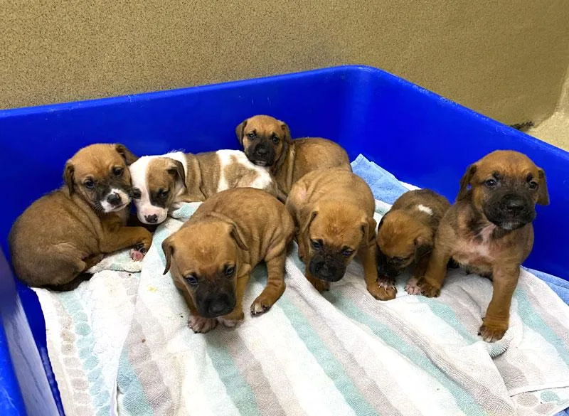 A baby medium-sized female Yellow / Tan / Blond / Fawn Boxer dog named Abigail for adoption in Monroe, GA