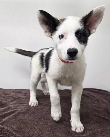A young large-sized female Siberian Husky dog named Hershey for adoption in Phoenix, AZ