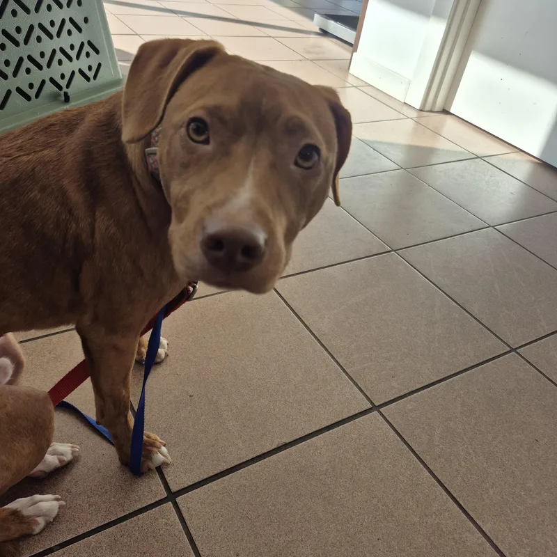 A young medium-sized male Pit Bull Terrier dog named Ruckus for adoption in Olympia, WA