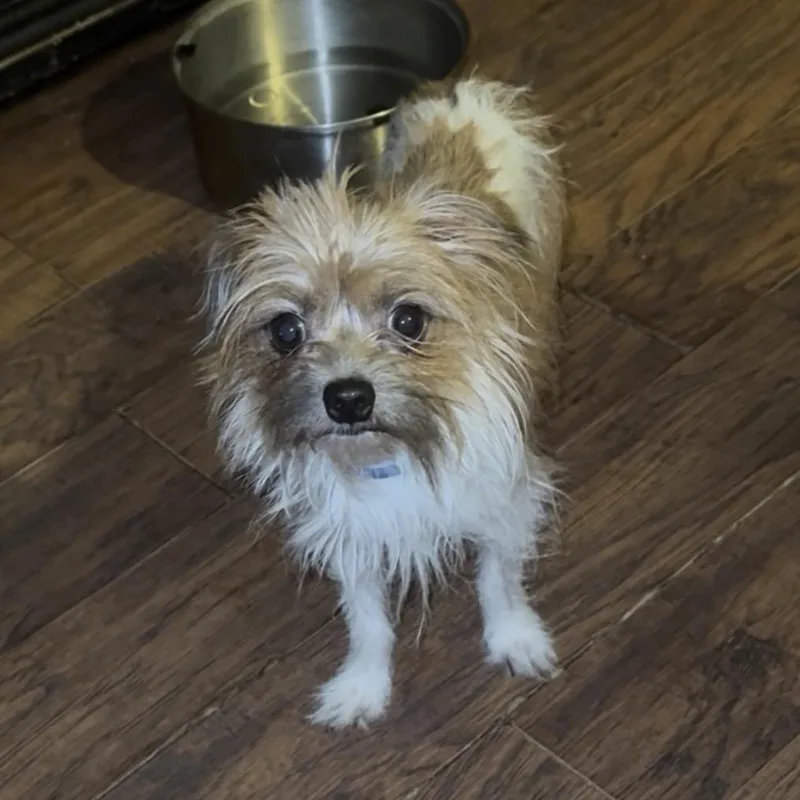 An adult small-sized male Yellow / Tan / Blond / Fawn Terrier dog named Edamame for adoption in Las Vegas, NV