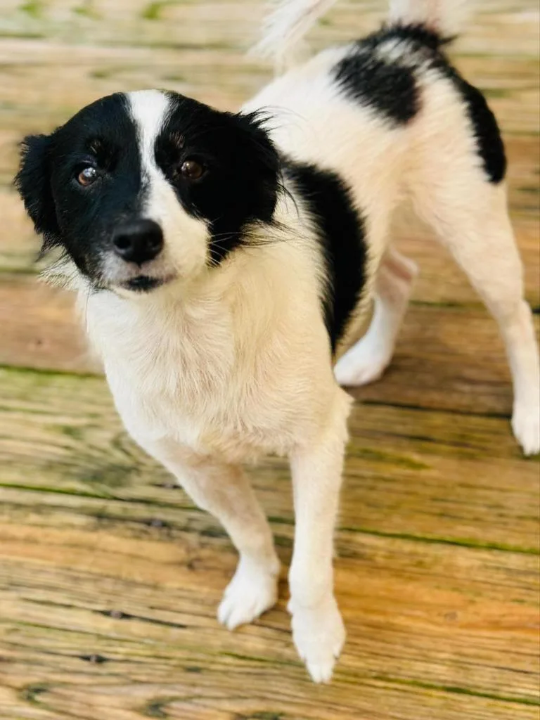 An adult small-sized male Papillon dog named Dash for adoption in St. Augustine, FL