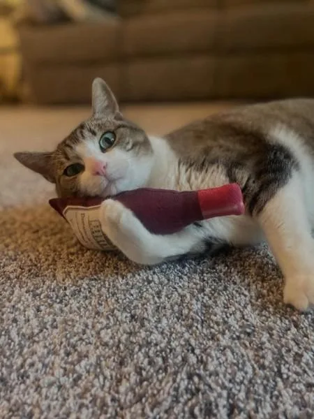 A senior medium-sized female Tabby (Buff / Tan / Fawn) Domestic Short Hair cat named Maisey for adoption in Pocatello, ID
