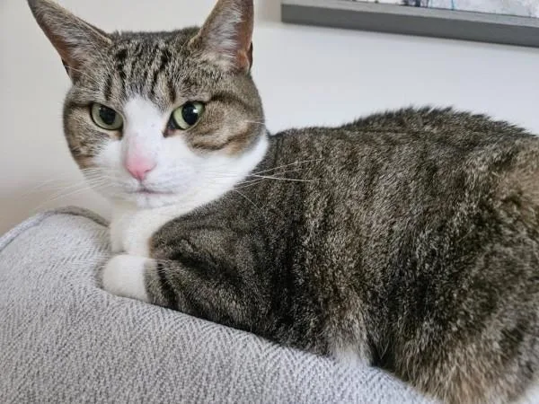 Maisey thumbnail 3