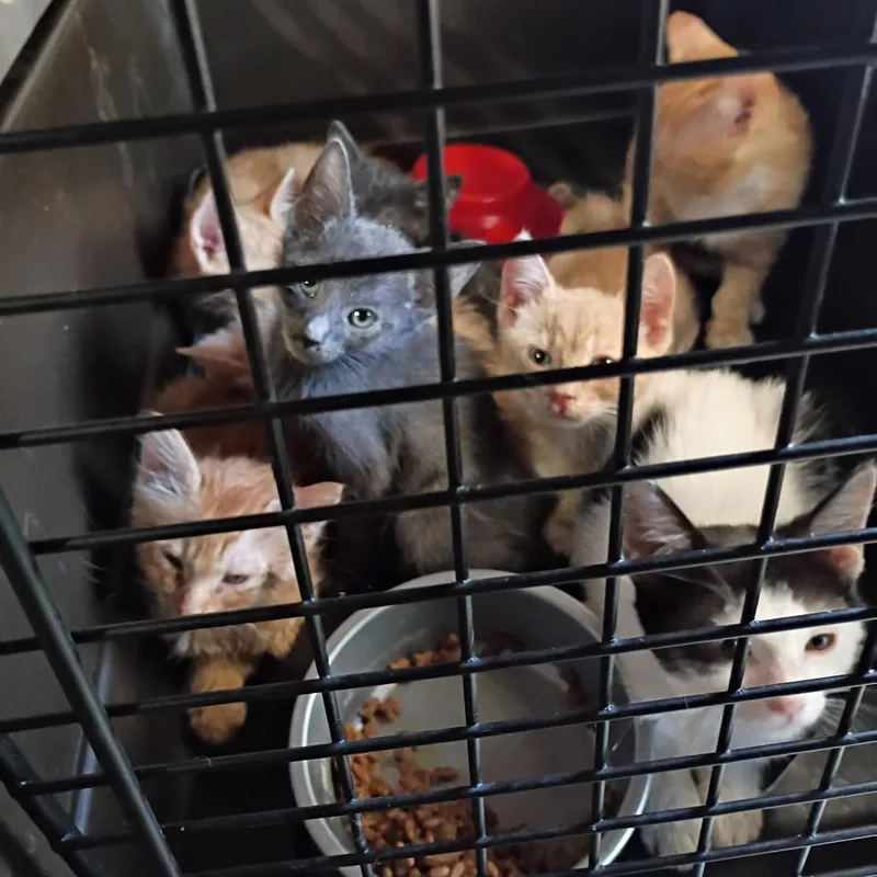 A baby small-sized female Domestic Short Hair cat named RW Litter for adoption in Casa Grande, AZ