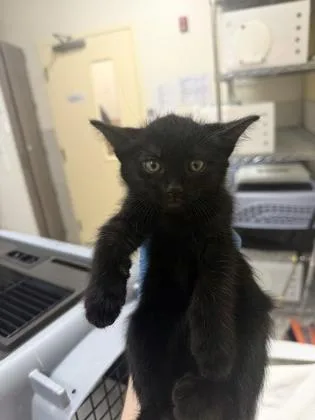 A baby small-sized male Domestic Medium Hair cat named Ray for adoption in Honolulu, HI