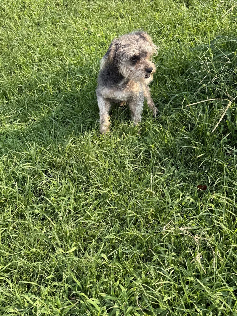 A young small-sized male Schnauzer dog named Bally CCHS for adoption in Locust Grove, GA