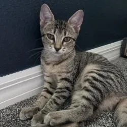 A baby medium-sized female Domestic Short Hair cat named Gwazi for adoption in Sarasota, FL