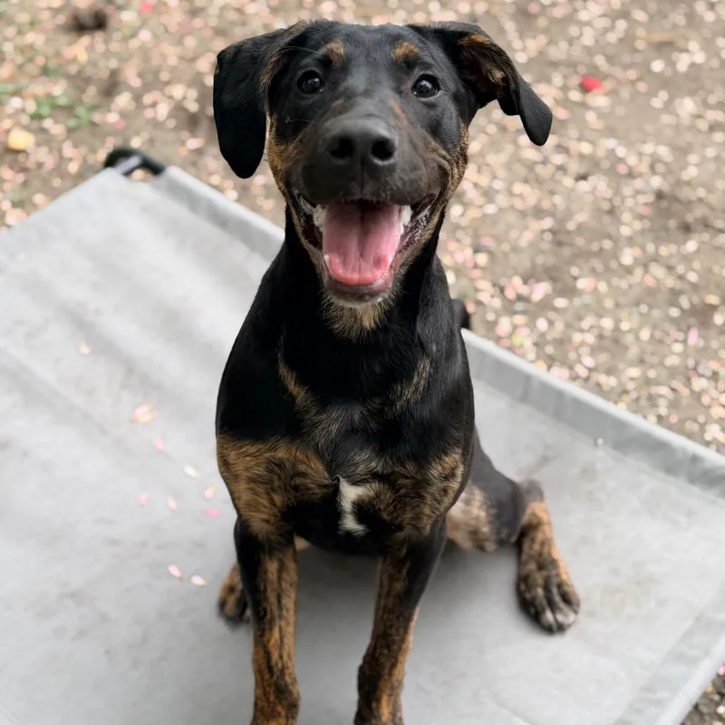 A young medium-sized male Black Hound dog named Pickles for adoption in Newark, NJ