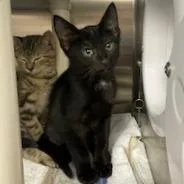 A baby small-sized male Black Domestic Short Hair cat named Share Bear for adoption in Philadelphia, PA