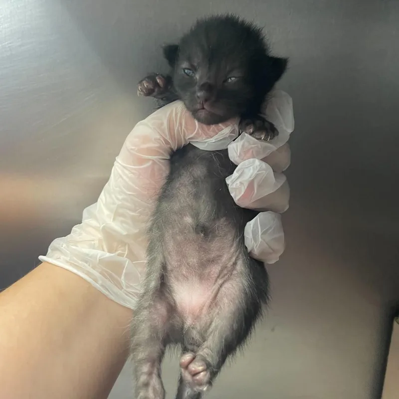 Share Bear thumbnail 2