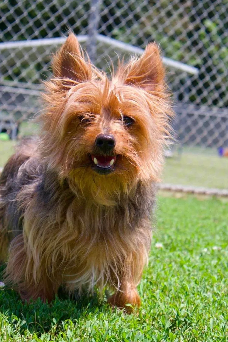 An adult small-sized male Silky Terrier dog named Charlie for adoption in Godfrey, IL