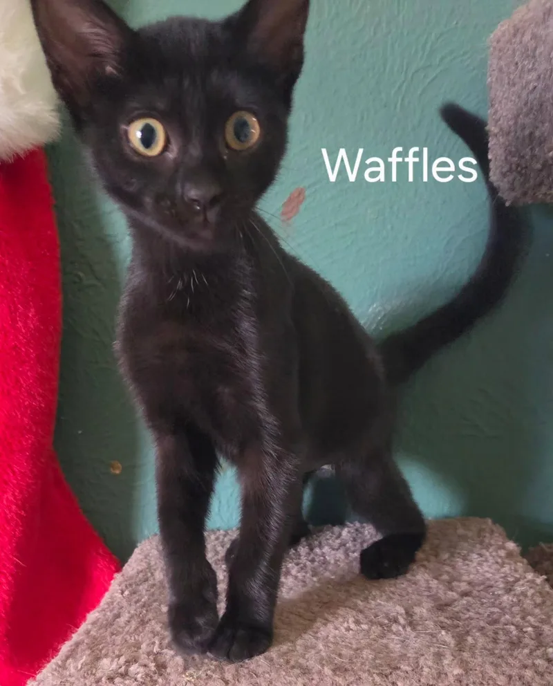 A baby medium-sized female Black Domestic Short Hair cat named Waffles for adoption in Oviedo, FL