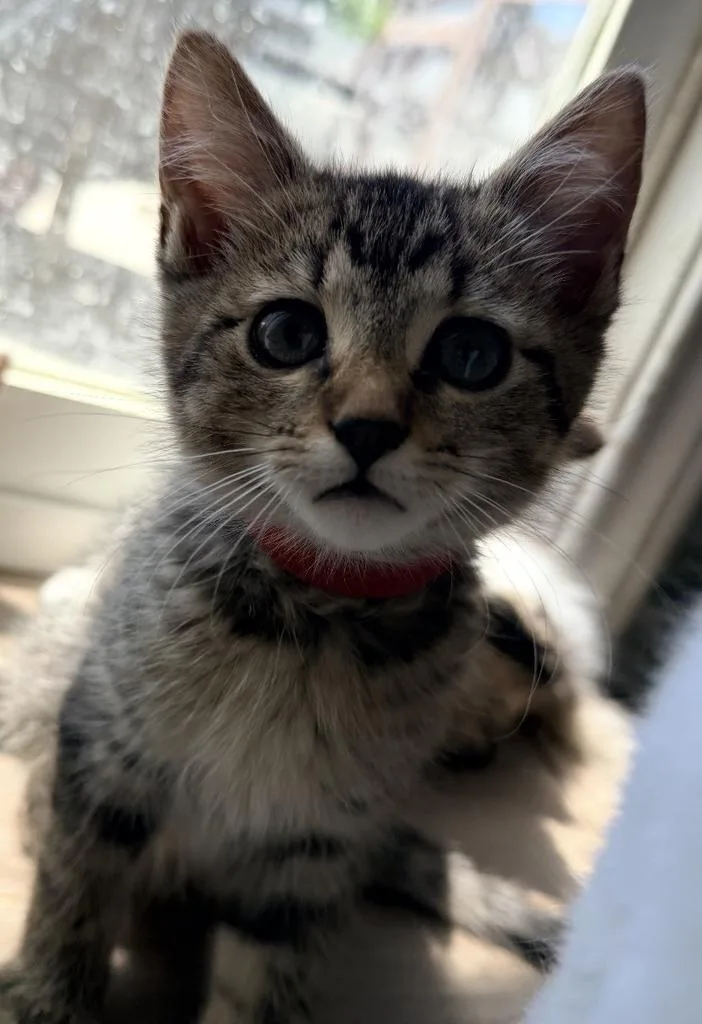 Duke