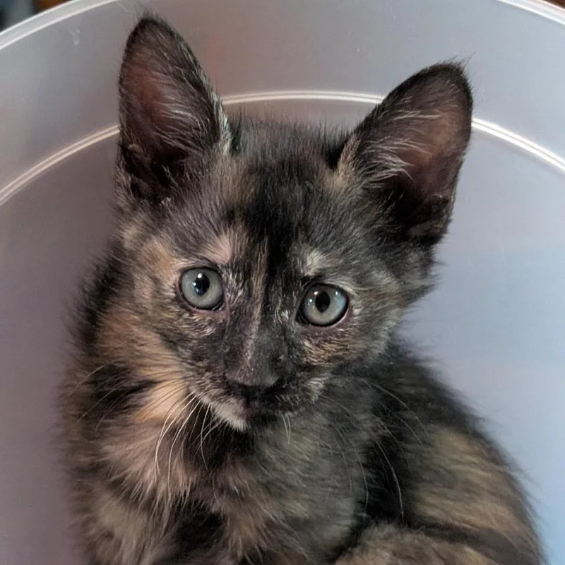 A baby small-sized female Black Domestic Short Hair cat named Jojo for adoption in Oak Park, IL