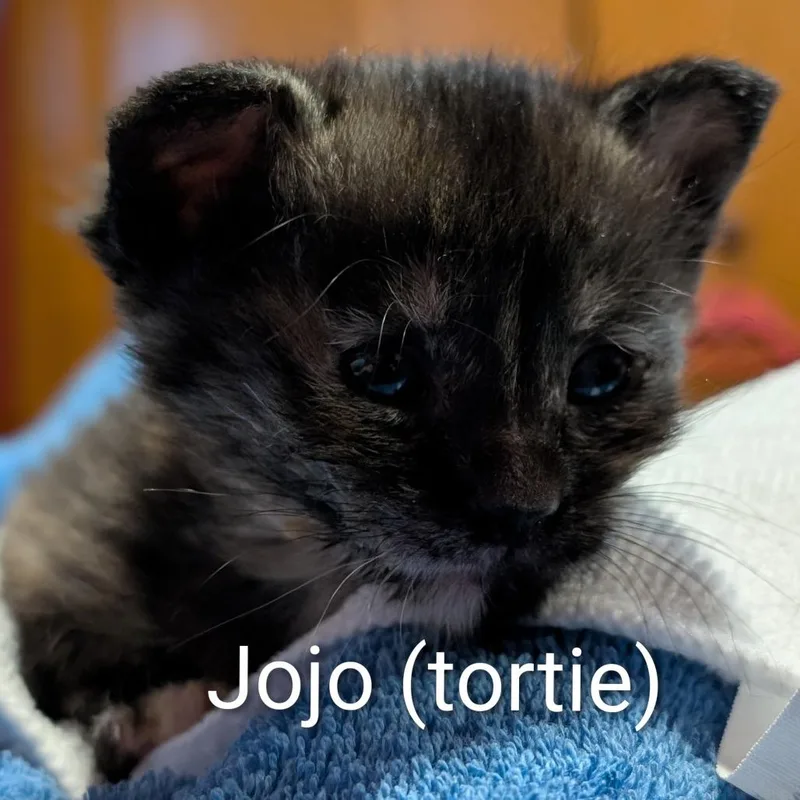 Jojo thumbnail 2