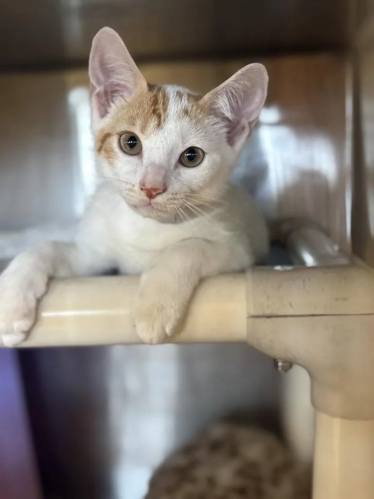 A baby small-sized male Domestic Short Hair cat named Anuel for adoption in Houston, TX
