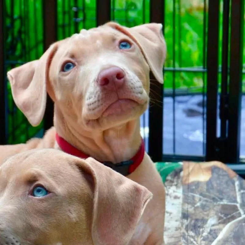 A baby large-sized male Apricot / Beige Weimaraner dog named Keanu for adoption in Clinton, WI