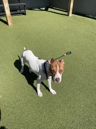 An adult medium-sized female Pit Bull Terrier dog named Violet for adoption in Fishers, IN