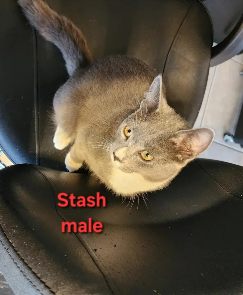 Captain Crook & Stache thumbnail 2