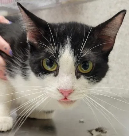 A young medium-sized female Domestic Short Hair cat named Ophelia for adoption in Eugene, OR