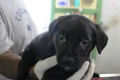 A baby large-sized male German Shepherd Dog dog named Blitz for adoption in Picayune, MS
