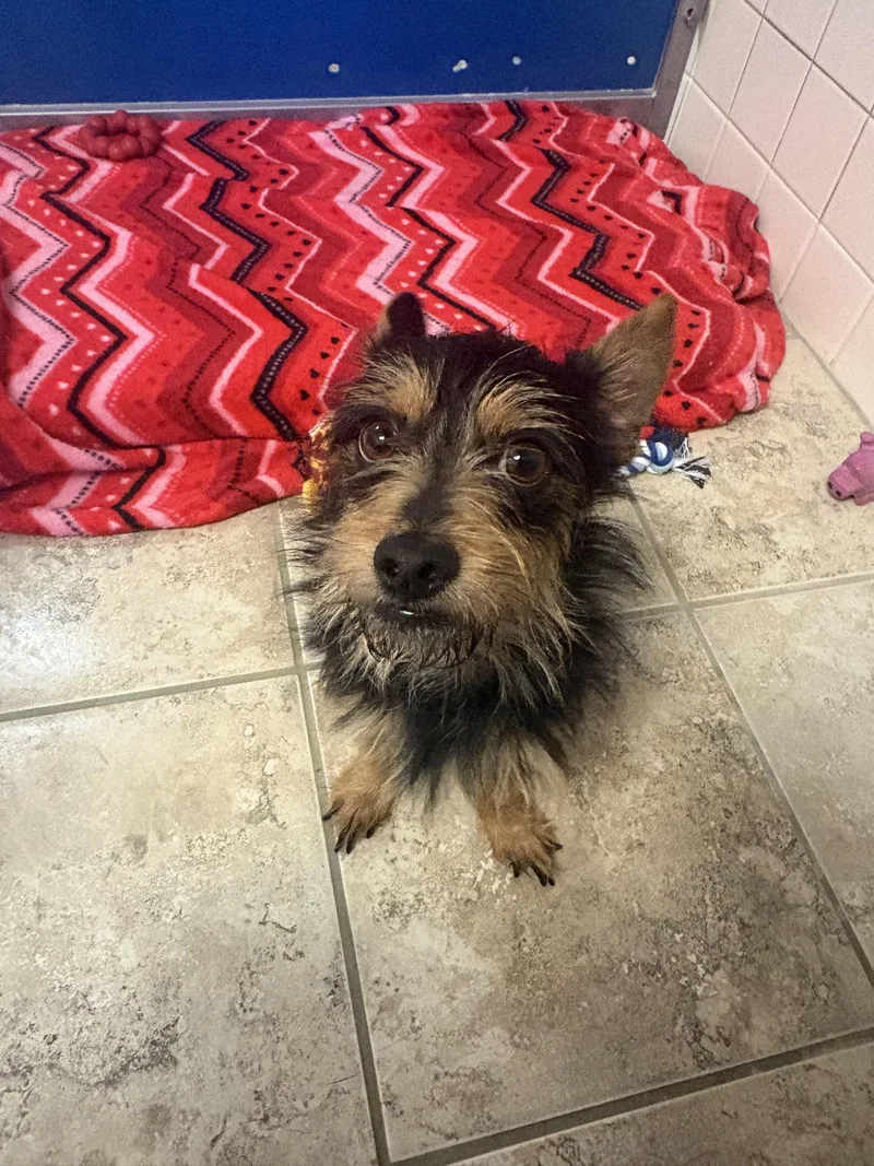 Stray Terrier