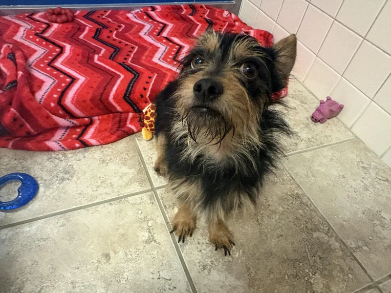 Stray Terrier thumbnail 5
