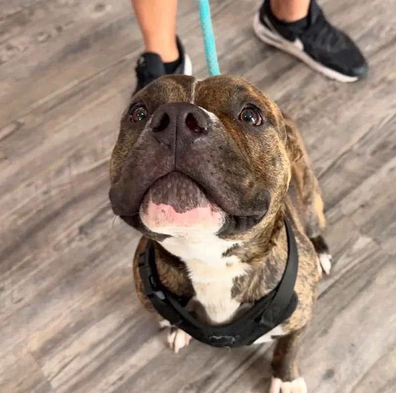 A young medium-sized male American Bulldog dog named Dog for adoption in Labelle, FL
