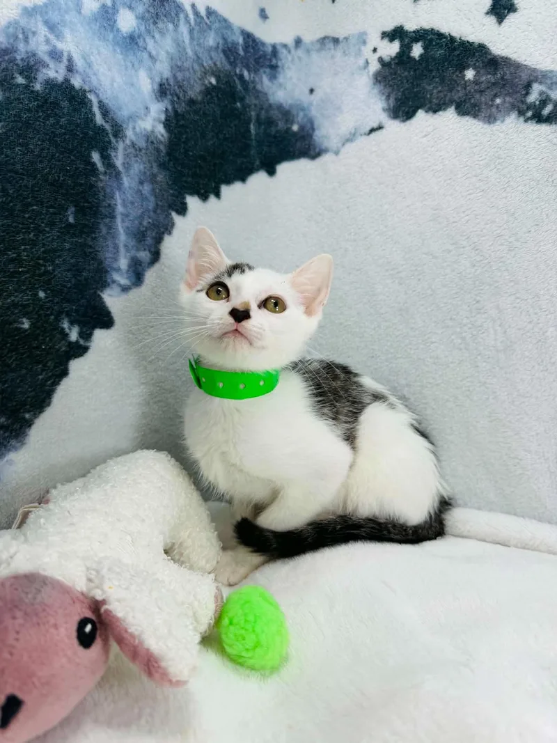 A young medium-sized male Black & White / Tuxedo Turkish Van cat named Stellio for adoption in Tavares, FL