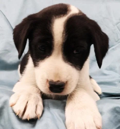 A baby medium-sized male Shepherd dog named Froodle for adoption in Thief River Falls, MN