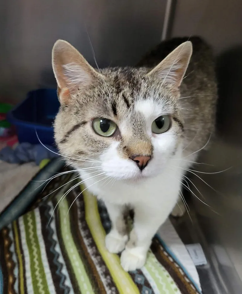 An adult medium-sized female Domestic Short Hair cat named Antoinette for adoption in Portage, WI