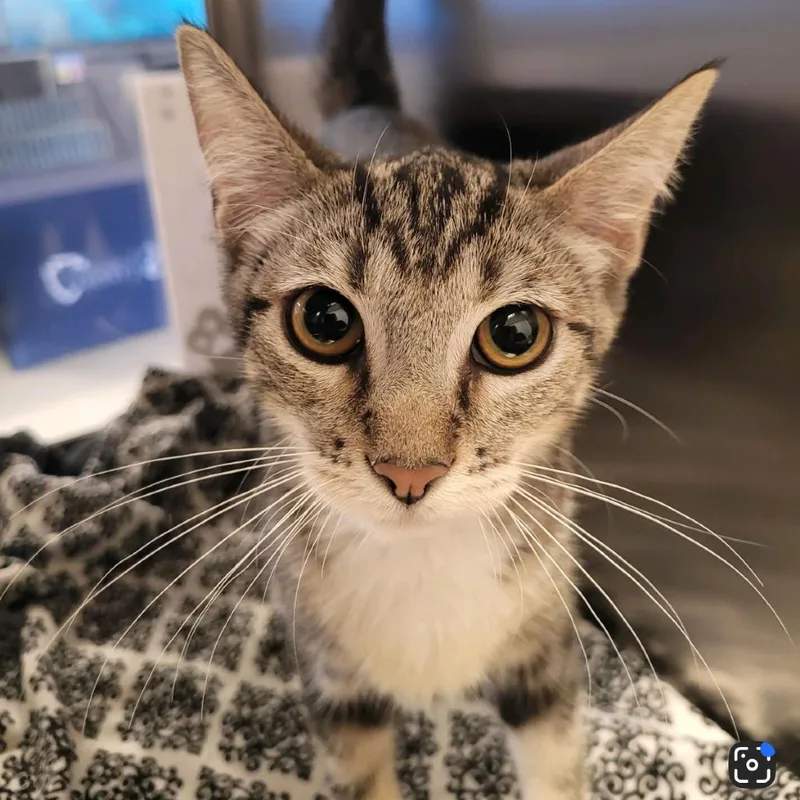 A baby small-sized male Brown / Chocolate Domestic Short Hair cat named Barry for adoption in Hemet, CA