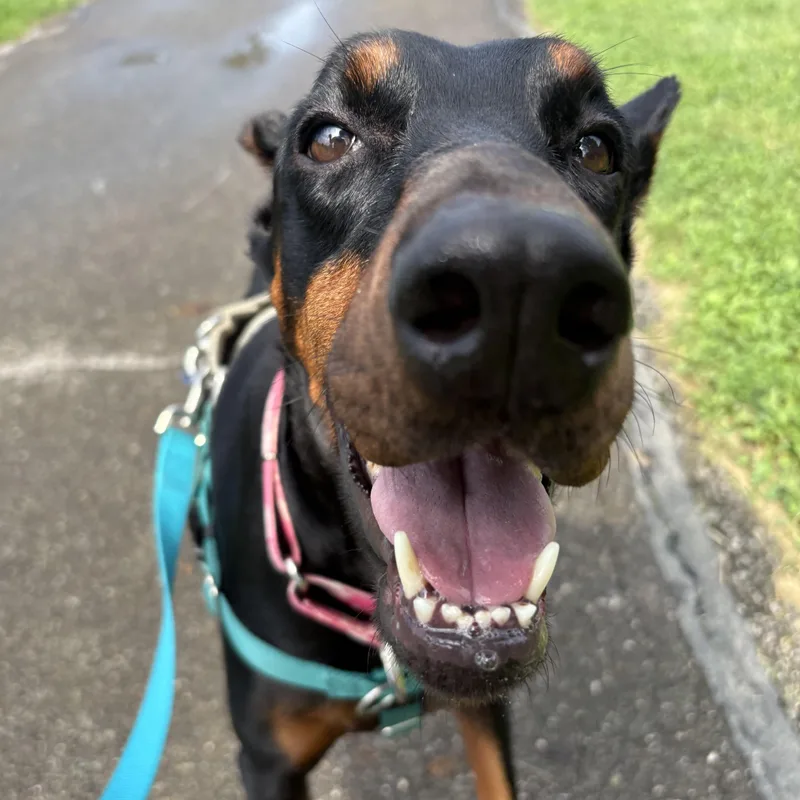 An adult large-sized female Doberman Pinscher dog named Samba for adoption in Columbus, OH
