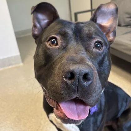 An adult medium-sized male Black Mixed Breed dog named Cairo for adoption in Lansing, MI
