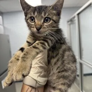 A baby small-sized male Brown / Chocolate Domestic Short Hair cat named Coop for adoption in Novelty, OH