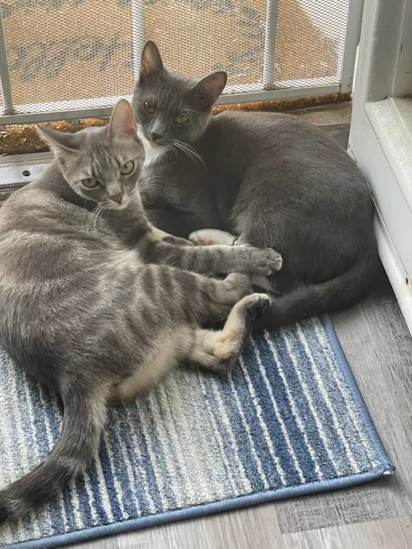 A young medium-sized female Tabby (Gray / Blue / Silver) Tabby cat named Dorathia for adoption in HEMET, CA
