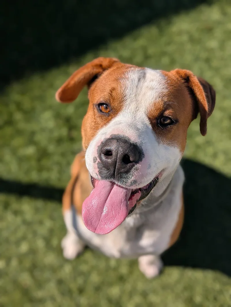An adult large-sized male Mixed Breed dog named Chevy for adoption in Roseville, CA
