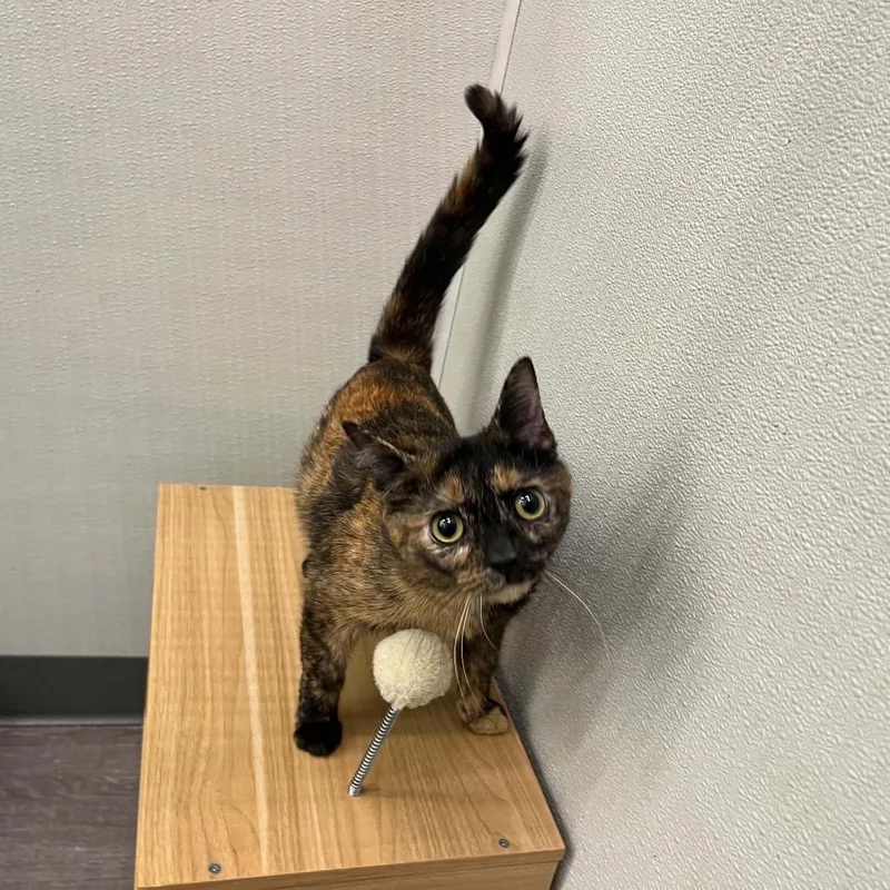 An adult medium-sized female Tortoiseshell Domestic Short Hair cat named Historia for adoption in Pasadena , MD