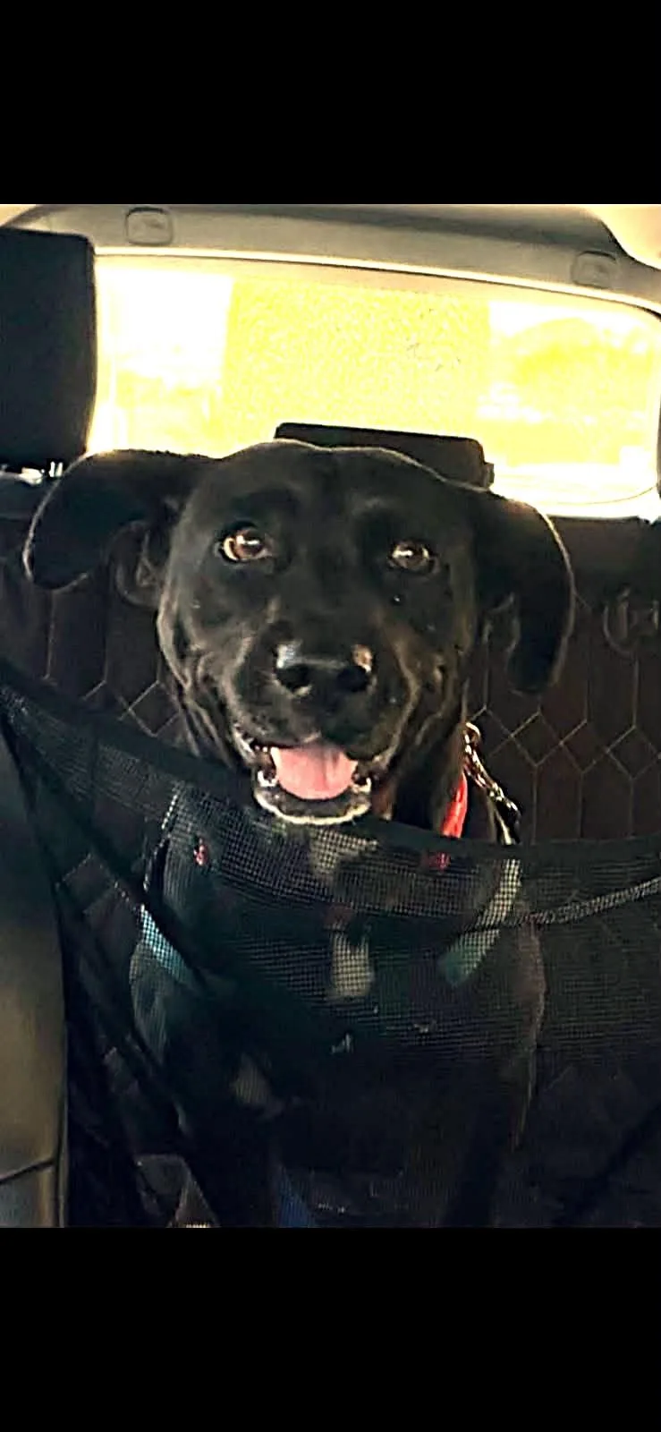 A young medium-sized female Black Labrador Retriever dog named Princess for adoption in Carlsbad, CA