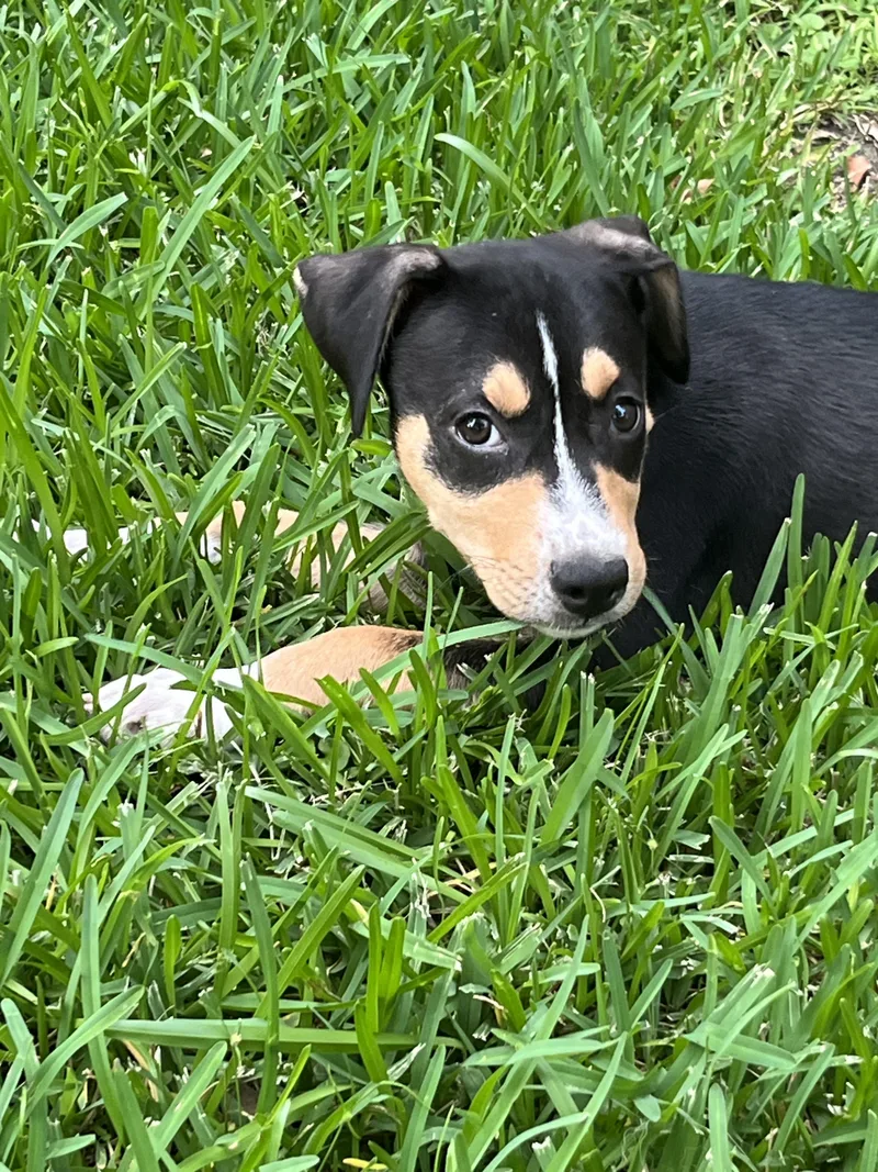 A baby medium-sized male Black Rottweiler dog named Cade for adoption in Houston, TX