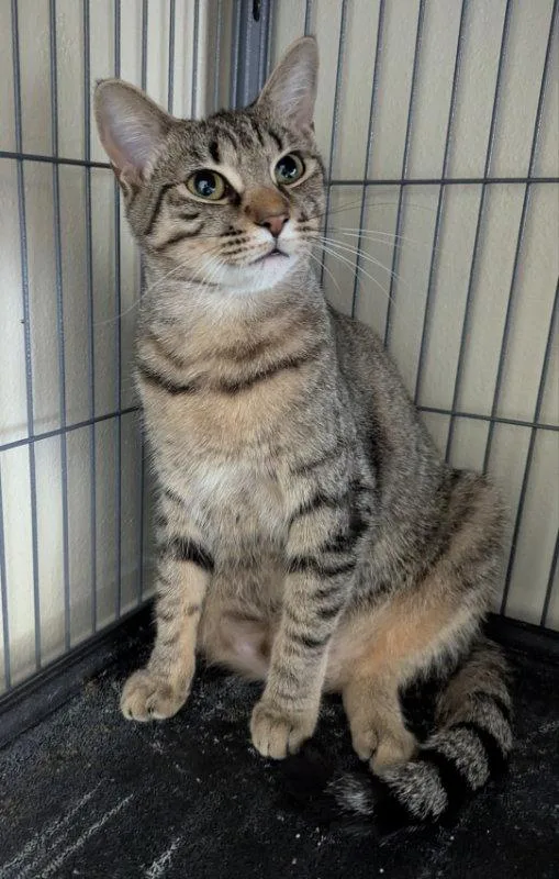 A young medium-sized female Tabby cat named Canary for adoption in Ocala, FL