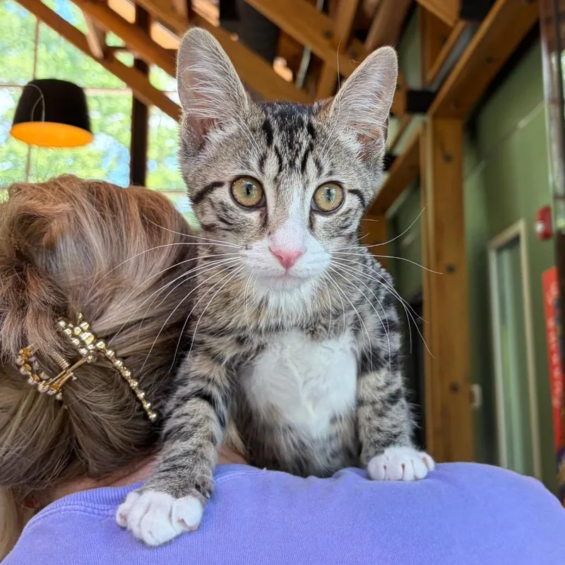A baby small-sized male Domestic Short Hair cat named Dakota for adoption in Cumming, GA