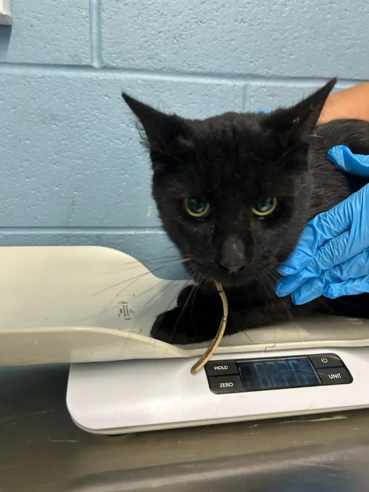 An adult small-sized male Black Domestic Short Hair cat named Sparrow for adoption in Evansville, IN