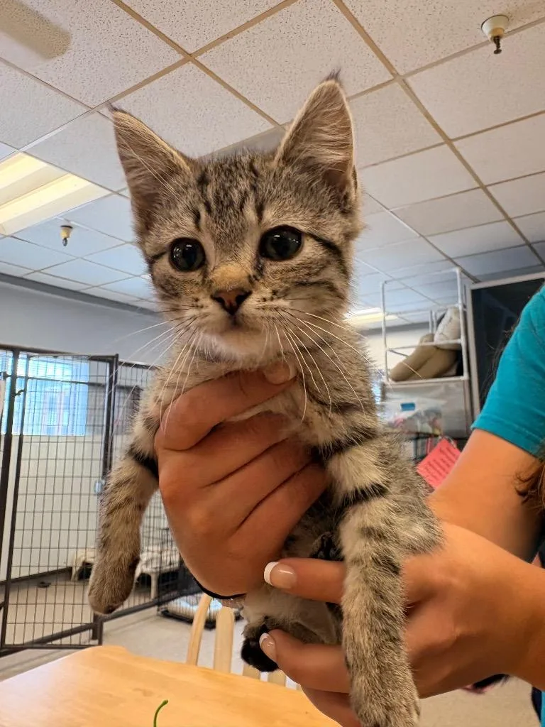 A baby medium-sized female Domestic Short Hair cat named Betty for adoption in Heber City, UT