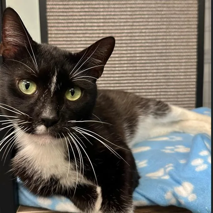 An adult large-sized male Black Domestic Short Hair cat named Neo for adoption in Boston, MA