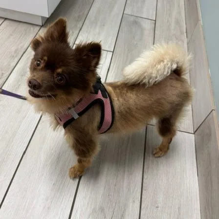 Brownie